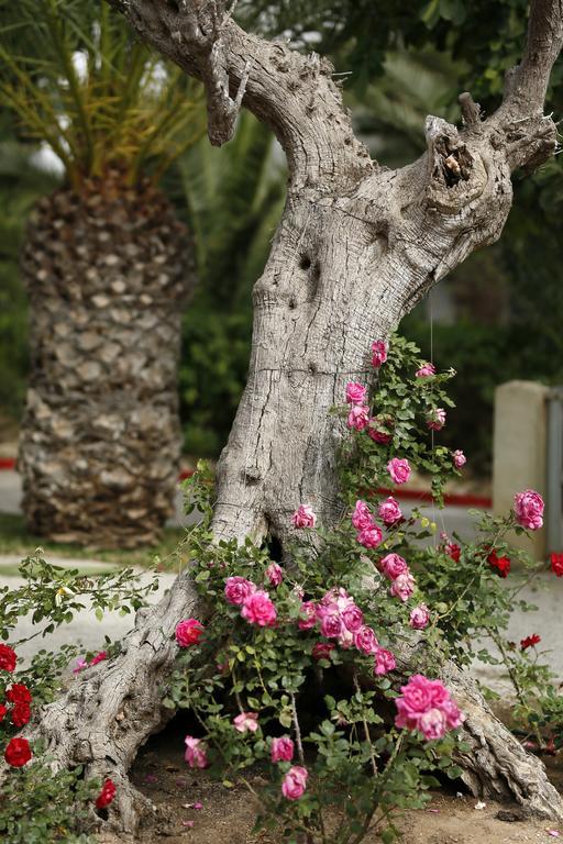 Hotel Mediterranee Thalasso Golf Hammamet Dış mekan fotoğraf
